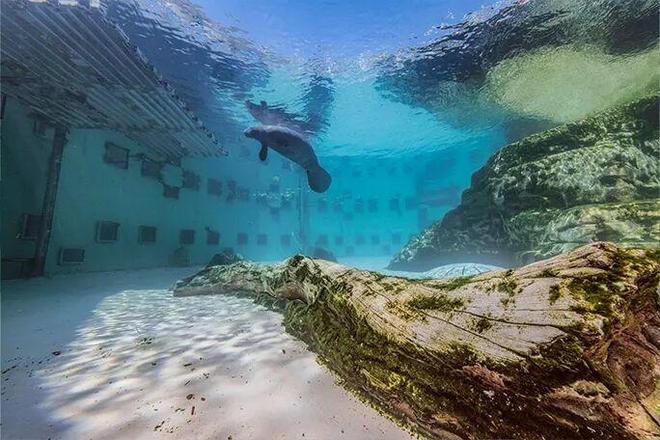 活到了71岁的史上最长的海牛至今仍在世都能叫它“爷爷”了！(图5)