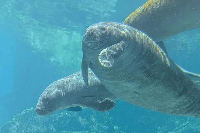 活到了71岁的史上最长的海牛至今仍在世都能叫它“爷爷”了！(图6)