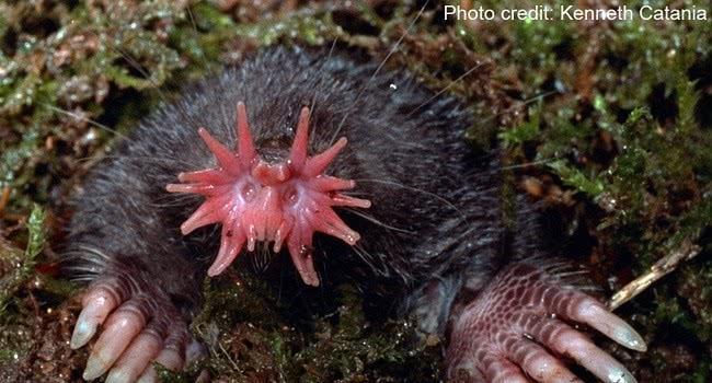 世界上令人惊奇的罕见的11种稀有的动物美的有些不像话！(图2)