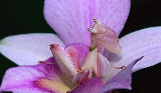 世界上令人惊奇的罕见的11种稀有的动物美的有些不像话！(图1)