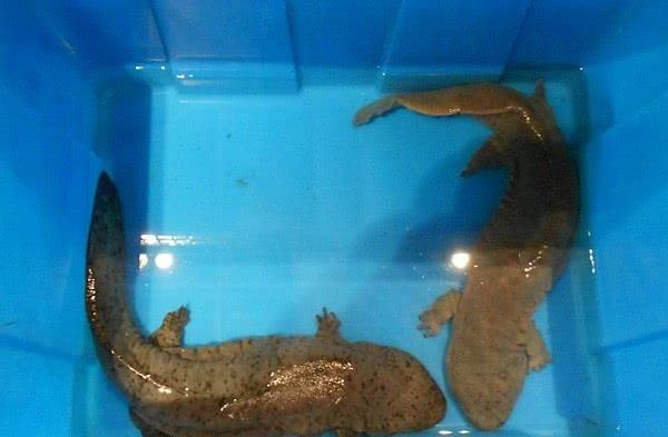 世界上令人惊奇的罕见的11种稀有的动物美的有些不像话！(图4)