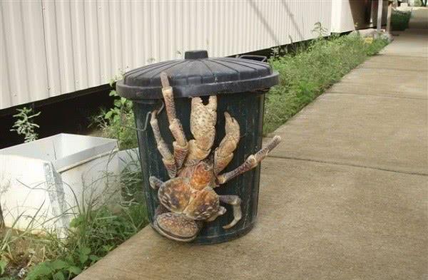 世界上令人惊奇的罕见的11种稀有的动物美的有些不像话！(图7)