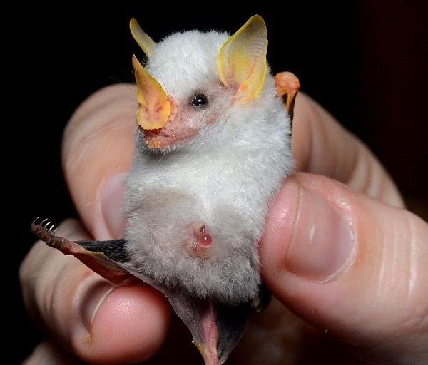 世界上令人惊奇的罕见的11种稀有的动物美的有些不像话！(图5)