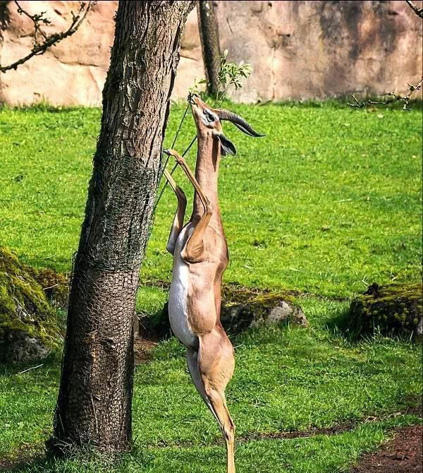 世界上令人惊奇的罕见的11种稀有的动物美的有些不像话！(图6)