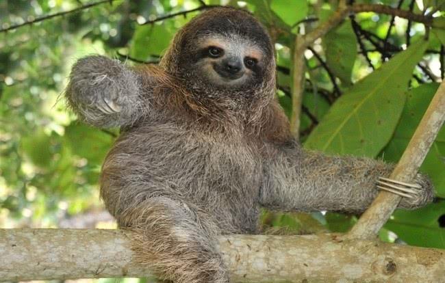 世界上令人惊奇的罕见的11种稀有的动物美的有些不像话！(图9)