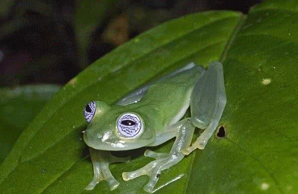 世界上令人惊奇的罕见的11种稀有的动物美的有些不像话！(图8)