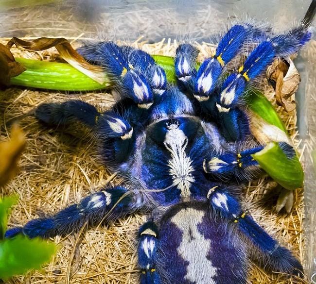 世界上令人惊奇的罕见的11种稀有的动物美的有些不像话！(图10)