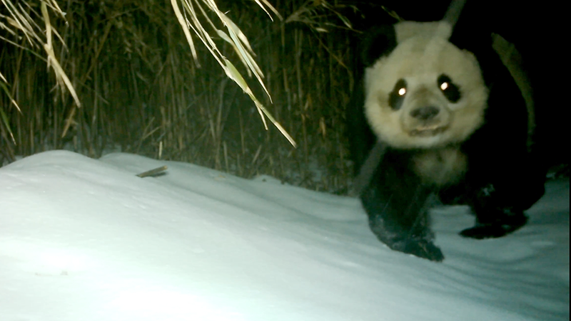 野生大熊猫“三顾”绵竹生态恢复区(图1)
