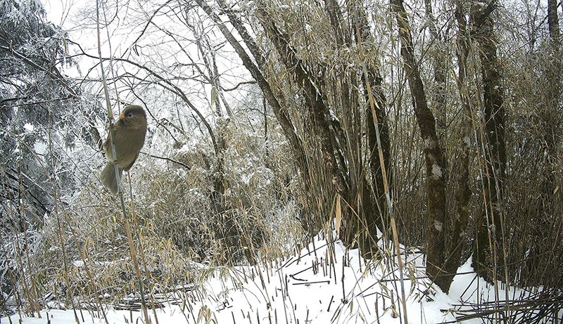 野生大熊猫“三顾”绵竹生态恢复区(图3)