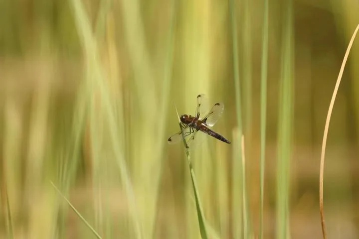 涉案4个香囊价值96000元！“麝香买卖案”四人落网二审判了(图1)