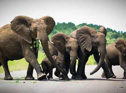 县林业局关于公开征求《城口县加强野生动物保护管理的意见（征求意见稿）》的通知