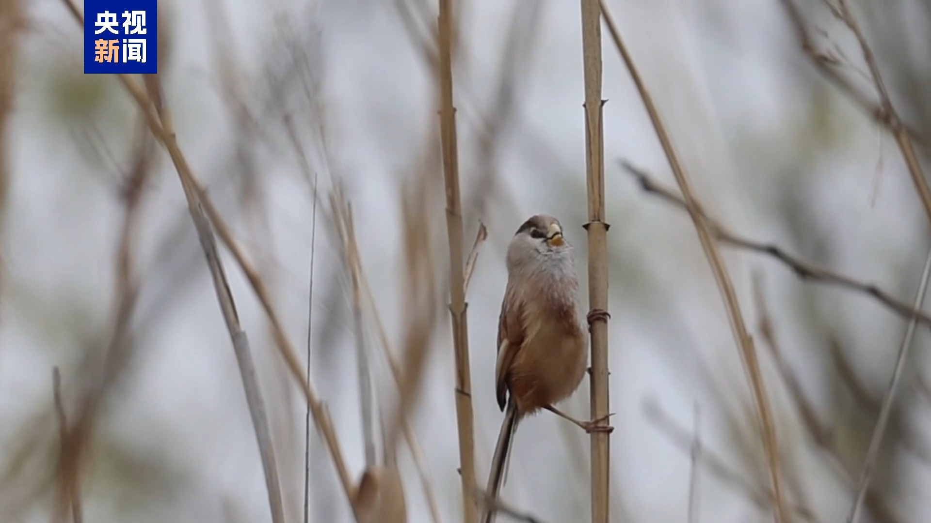 时隔9年 珍稀物种震旦鸦雀现身洛阳黄河湿地(图1)