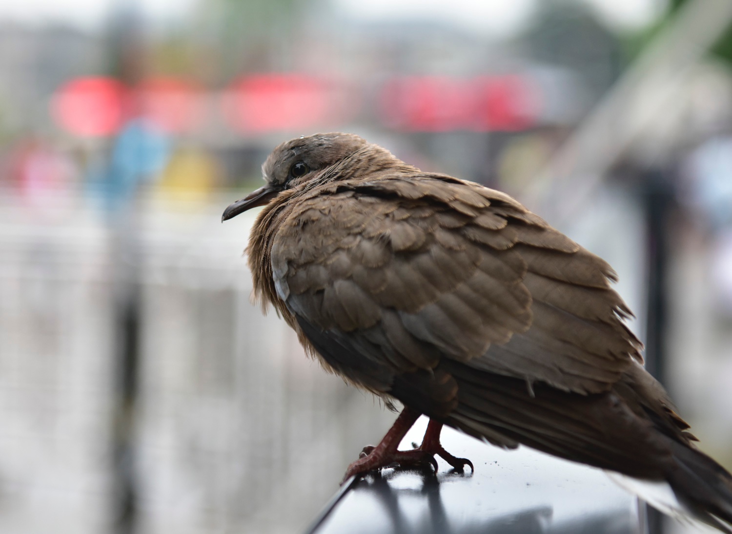 千只东方白鹳现身辽宁盘锦(图1)