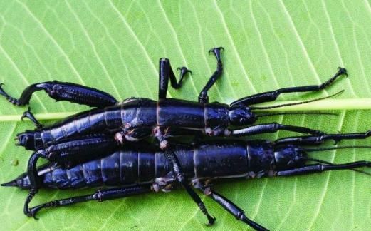 【天宁万象】中国十大濒临灭绝的动物(图1)