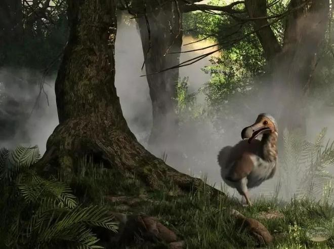 数百年来已灭绝的九种动物大海牛、旅鸽被吃光渡鸟被人类灭绝(图2)