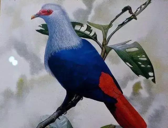 数百年来已灭绝的九种动物大海牛、旅鸽被吃光渡鸟被人类灭绝(图1)