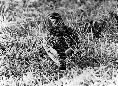 数百年来已灭绝的九种动物大海牛、旅鸽被吃光渡鸟被人类灭绝(图5)