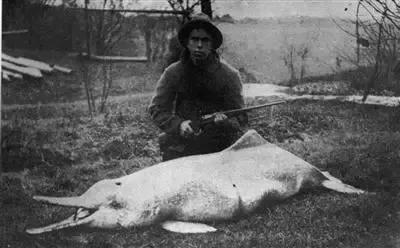 数百年来已灭绝的九种动物大海牛、旅鸽被吃光渡鸟被人类灭绝(图4)