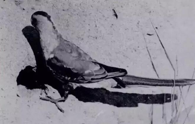 数百年来已灭绝的九种动物大海牛、旅鸽被吃光渡鸟被人类灭绝(图6)