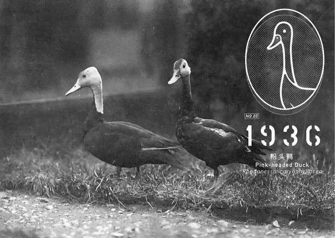 数百年来已灭绝的九种动物大海牛、旅鸽被吃光渡鸟被人类灭绝(图9)