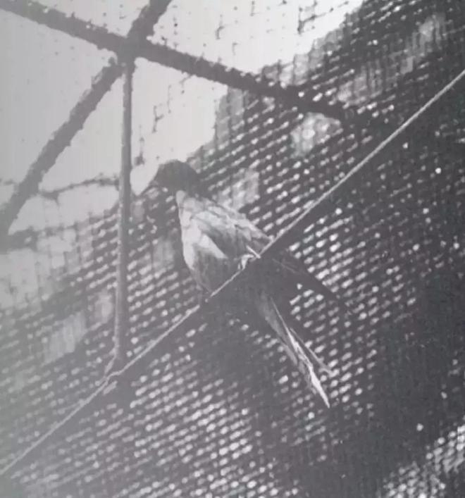 数百年来已灭绝的九种动物大海牛、旅鸽被吃光渡鸟被人类灭绝(图10)