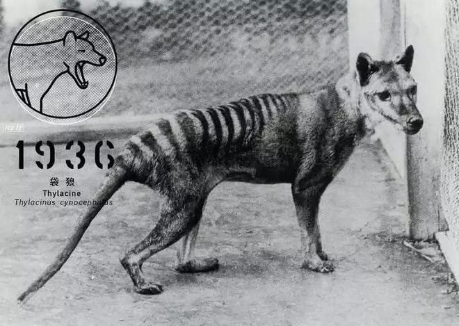 数百年来已灭绝的九种动物大海牛、旅鸽被吃光渡鸟被人类灭绝(图7)