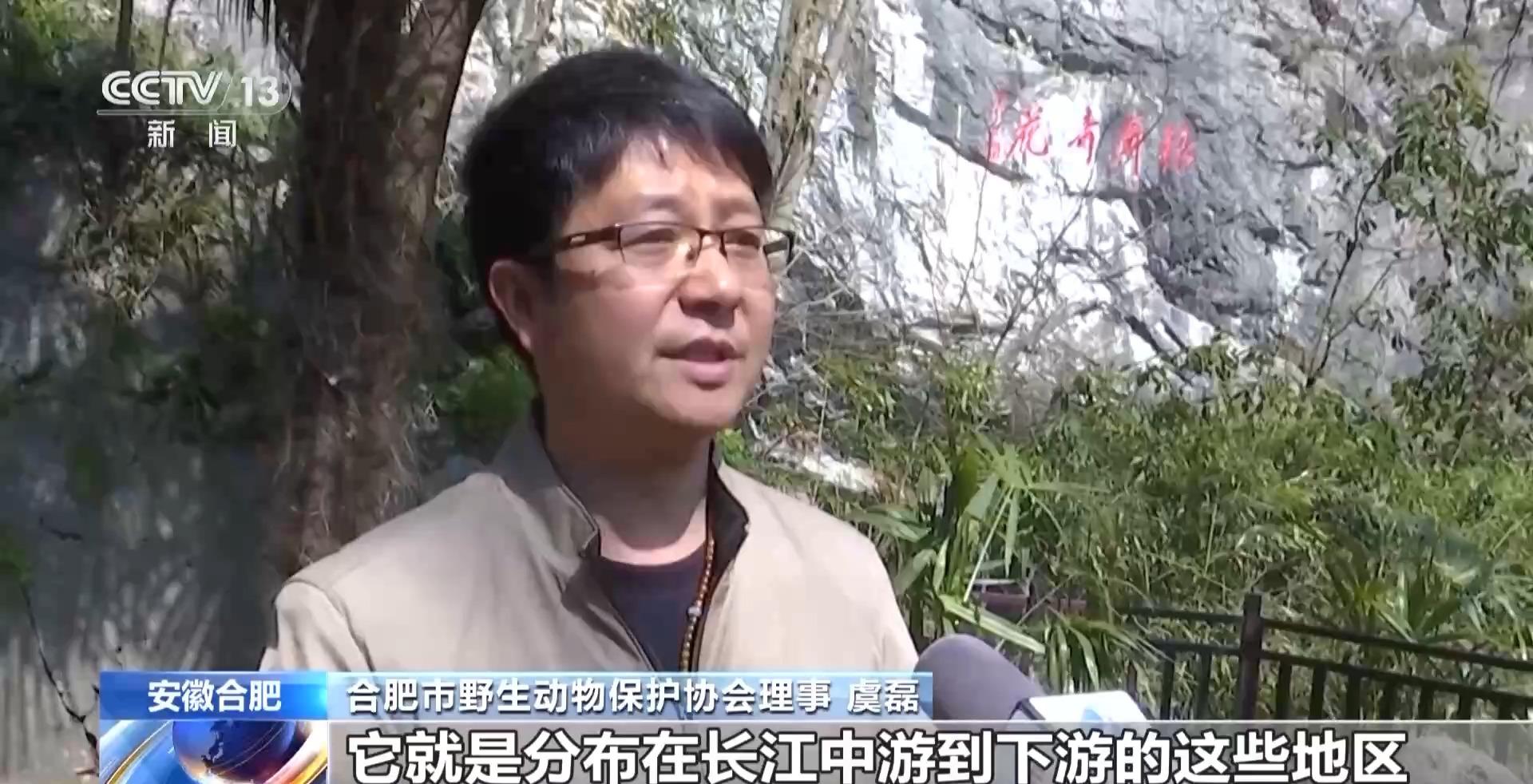 中华虎凤蝶再次现身安徽合肥 系我国独有野生蝶类