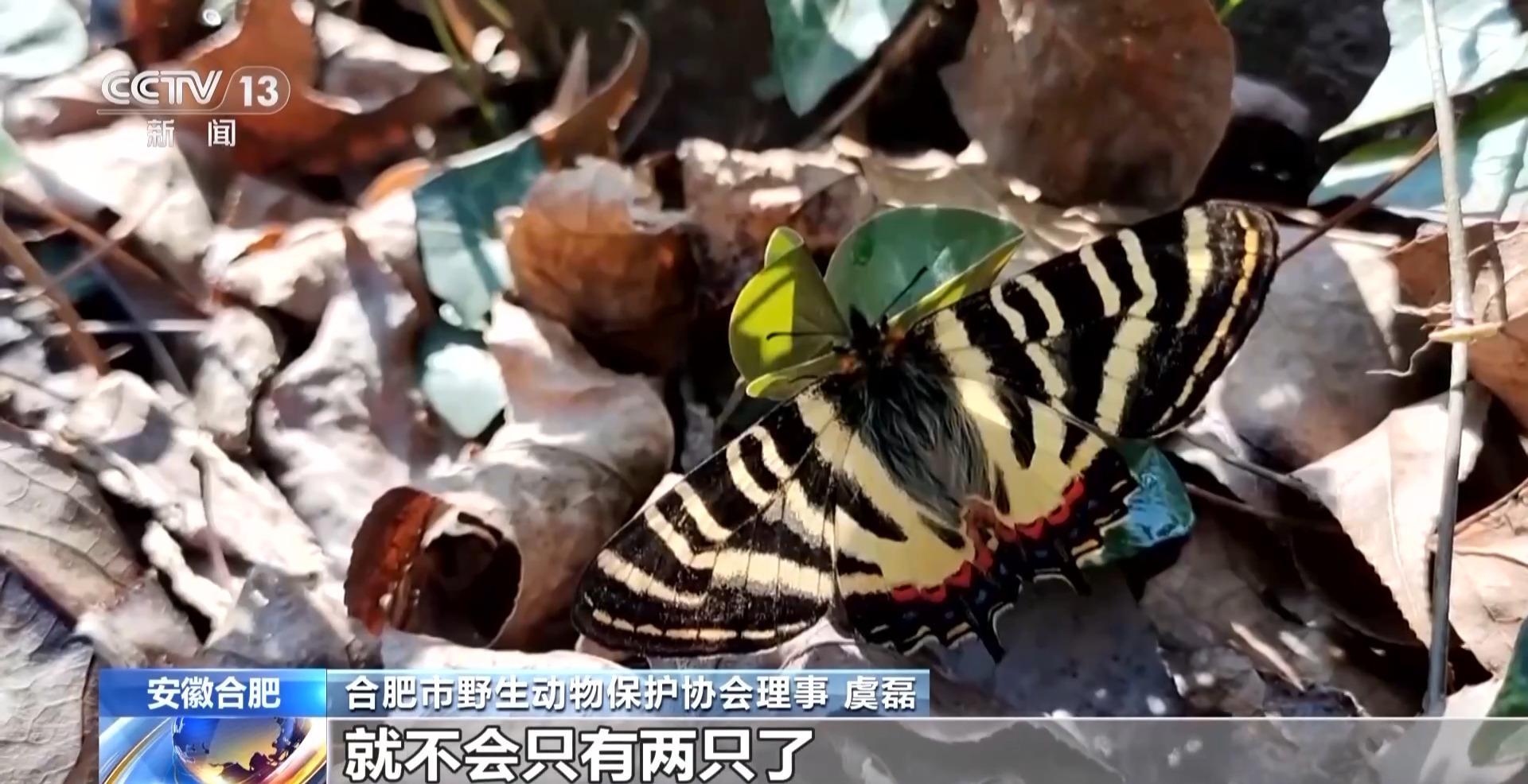 中华虎凤蝶再次现身安徽合肥 系我国独有野生蝶类(图2)