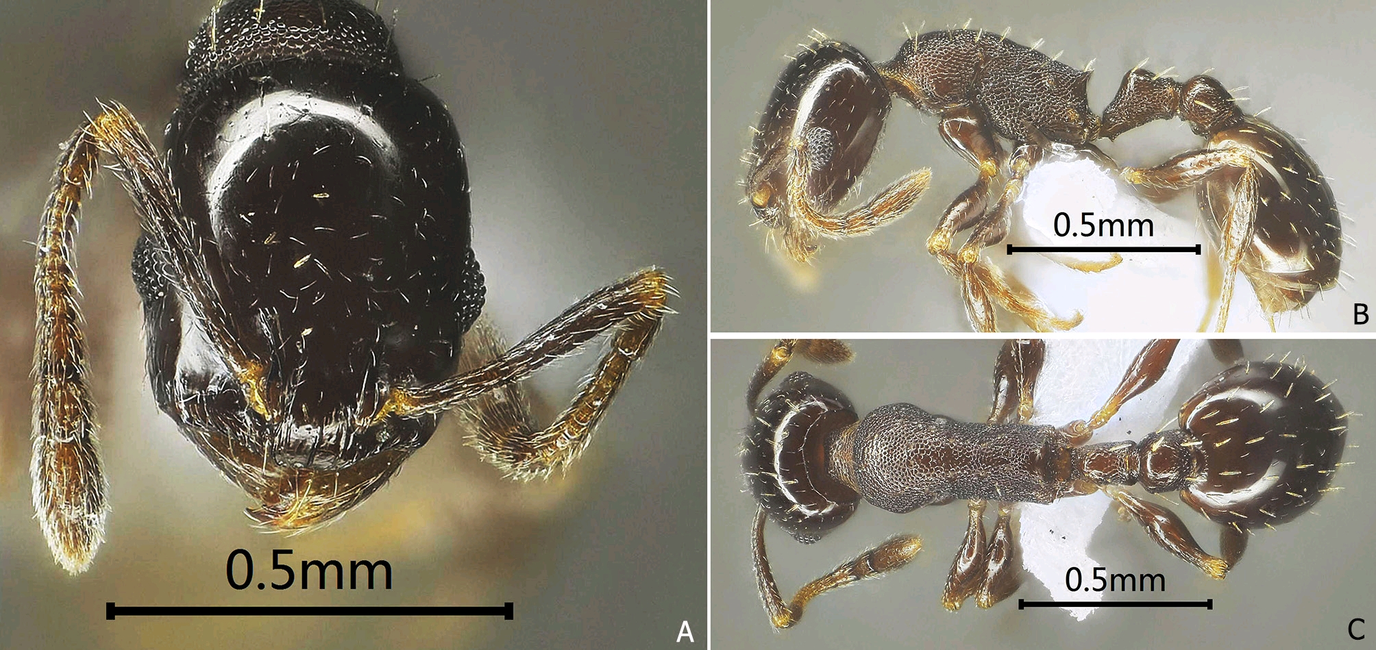 飞向蓝天的恐龙——一位院士的终极浪漫(图1)