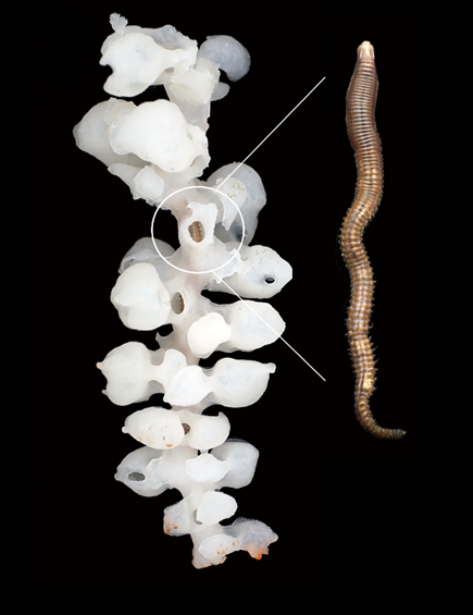 我所科研人员发现的矶沙蚕新物种入选2025年度海洋十大新物种(图1)