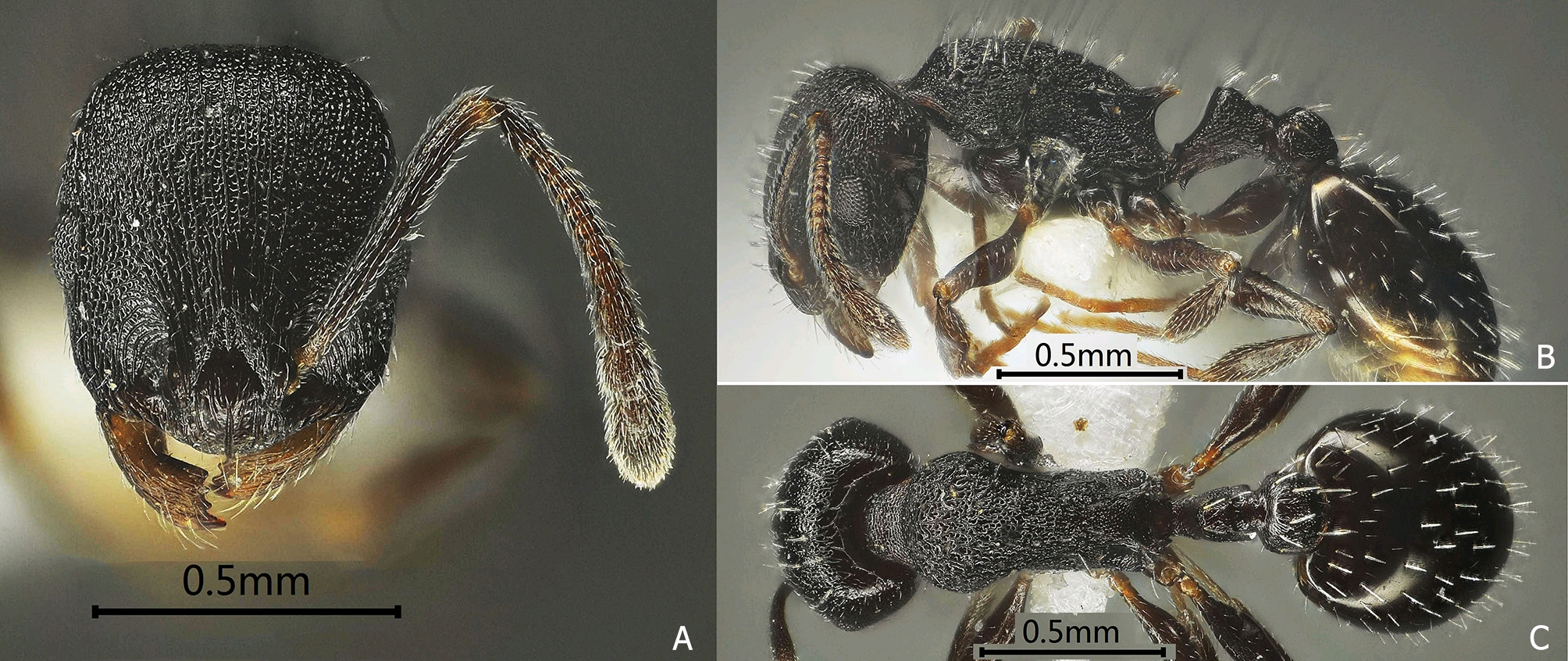 全世界都在开花 而莲都即将亮起漫天萤火(图1)