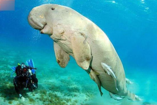 “世界上最神秘的鸟”现身广东！比熊猫还稀有难怪这么难见(图1)