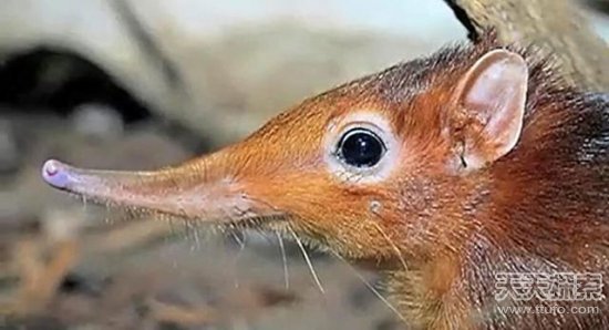 生态头条 这两物种首次在海南万宁被发现(图1)