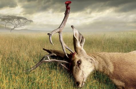 严打非法捕猎！20日起重庆将开展专项行动(图1)