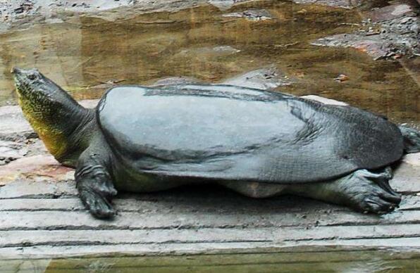 世界上最珍稀的五个动物 远东豹上榜第一全球仅存2只(图1)