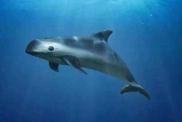 世界上最珍稀的五个动物 远东豹上榜第一全球仅存2只(图2)