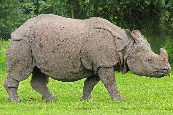 世界上最珍稀的五个动物 远东豹上榜第一全球仅存2只(图3)