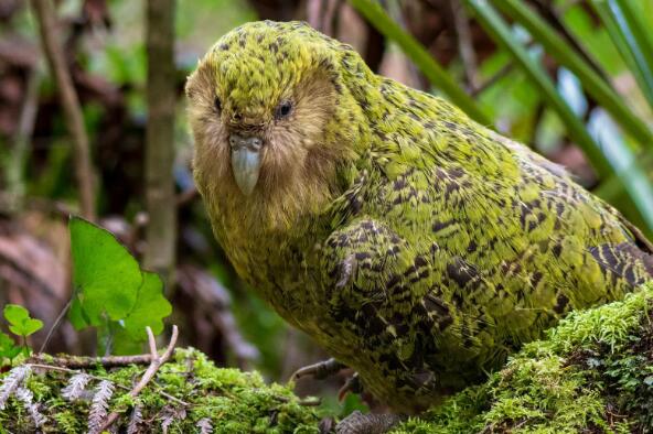 世界上最珍稀的五个动物 远东豹上榜第一全球仅存2只(图5)