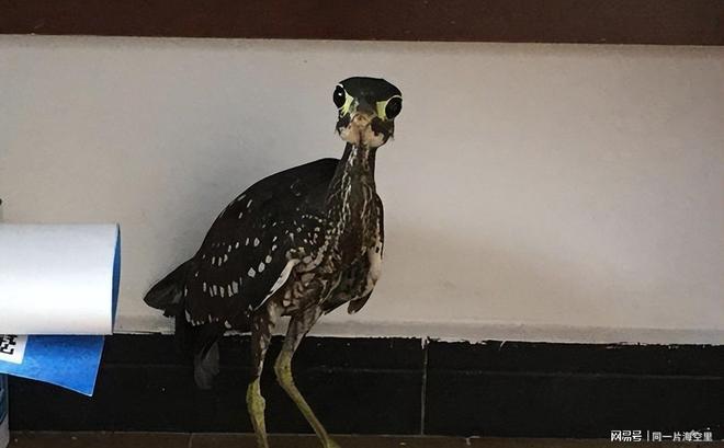 全球仅存千只珍稀动物2019年贵阳女子发现英国曾有标本(图2)