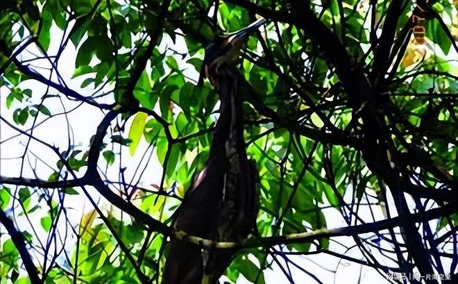 全球仅存千只珍稀动物2019年贵阳女子发现英国曾有标本(图4)