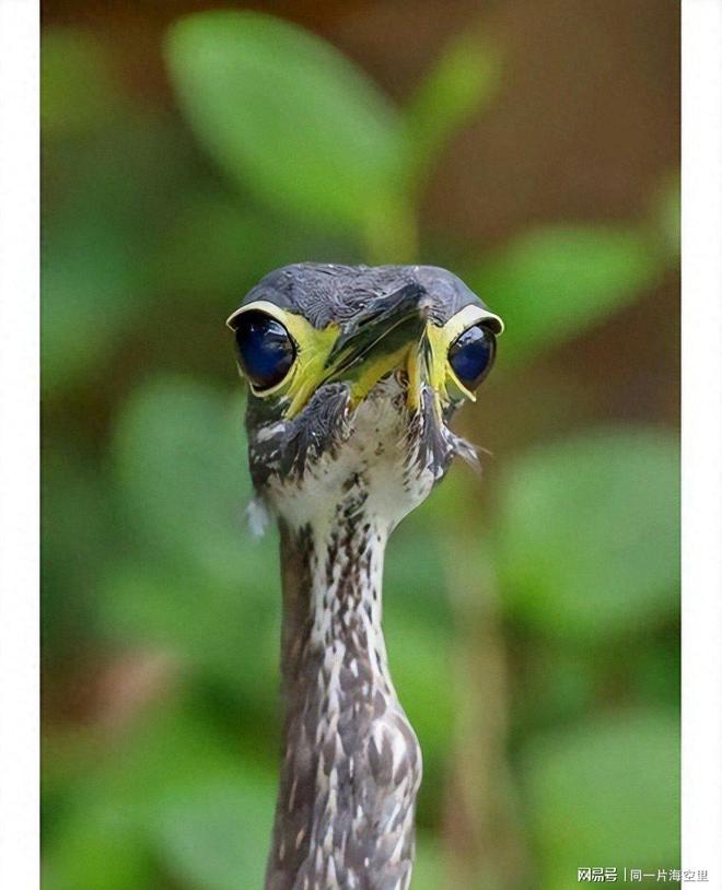 全球仅存千只珍稀动物2019年贵阳女子发现英国曾有标本(图1)