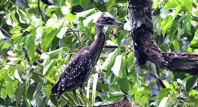 全球仅存千只珍稀动物2019年贵阳女子发现英国曾有标本(图5)