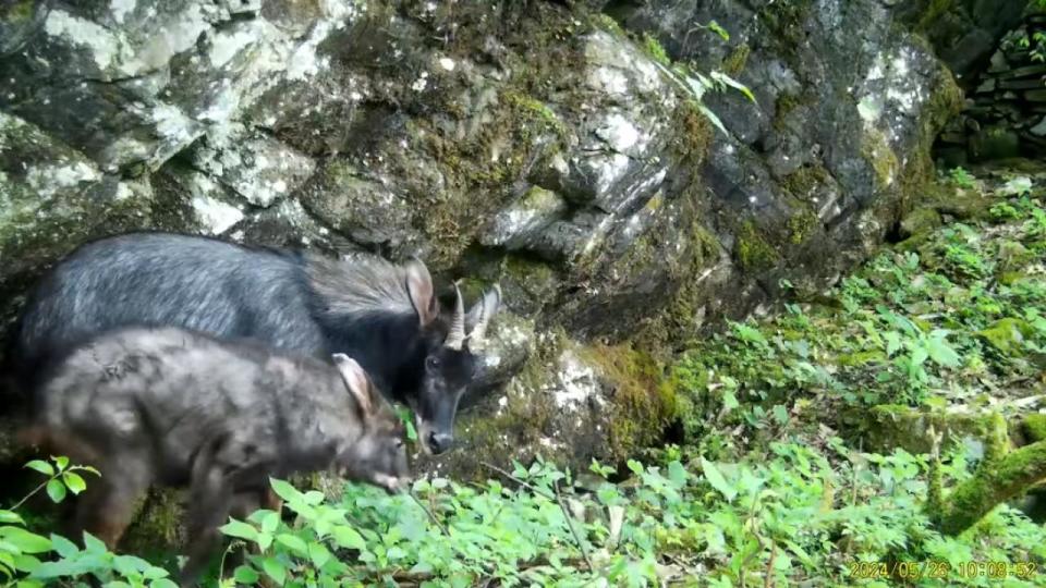 红斑蟾蜍安居云开山 绿美茂名再添“金名片”(图1)