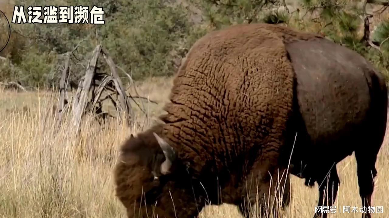 虎啸山林能否再现——对黑龙江东北虎栖息地的调查(图1)