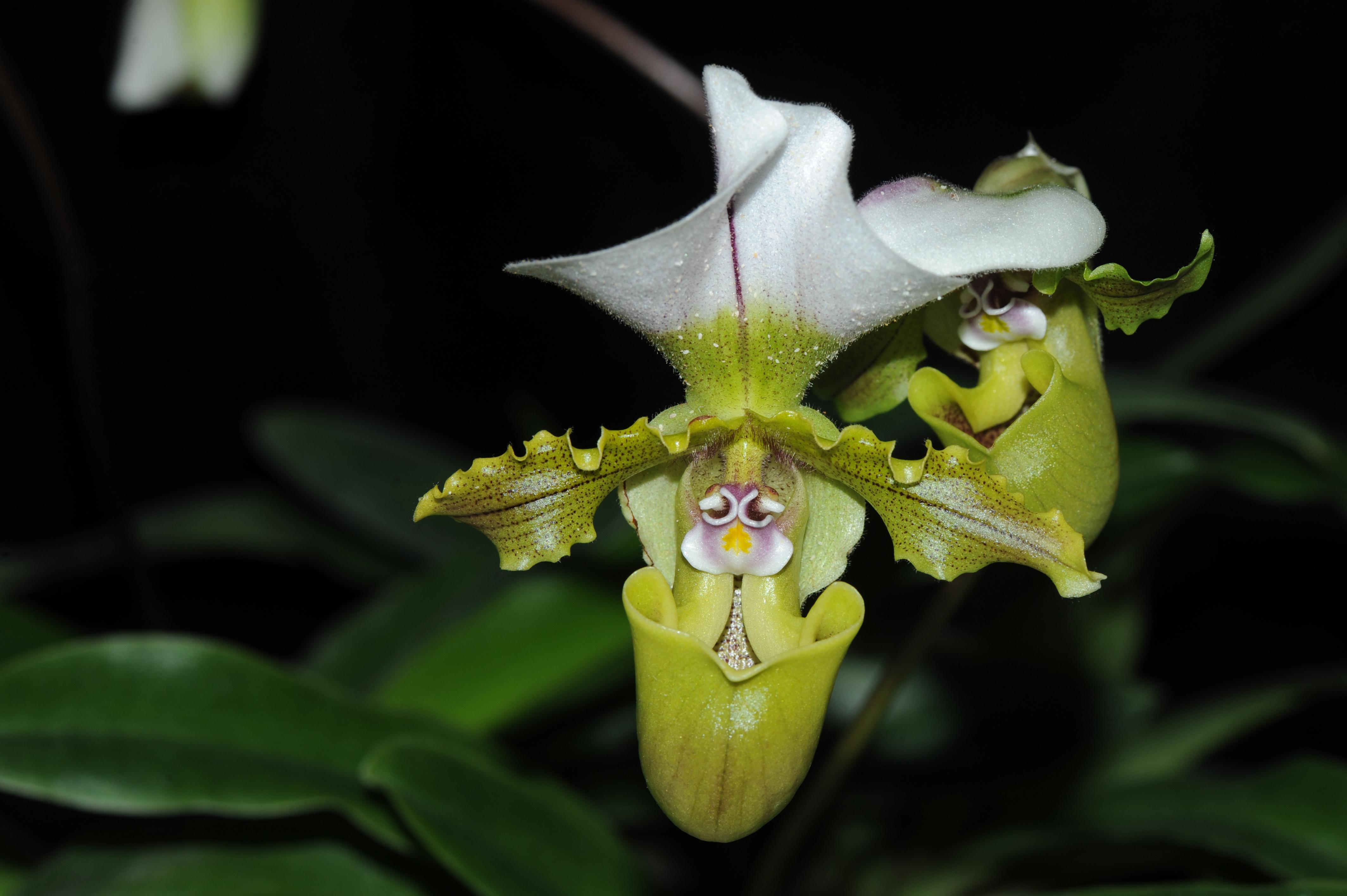 世界野生动植物日：中国守护交出亮眼答卷(图2)