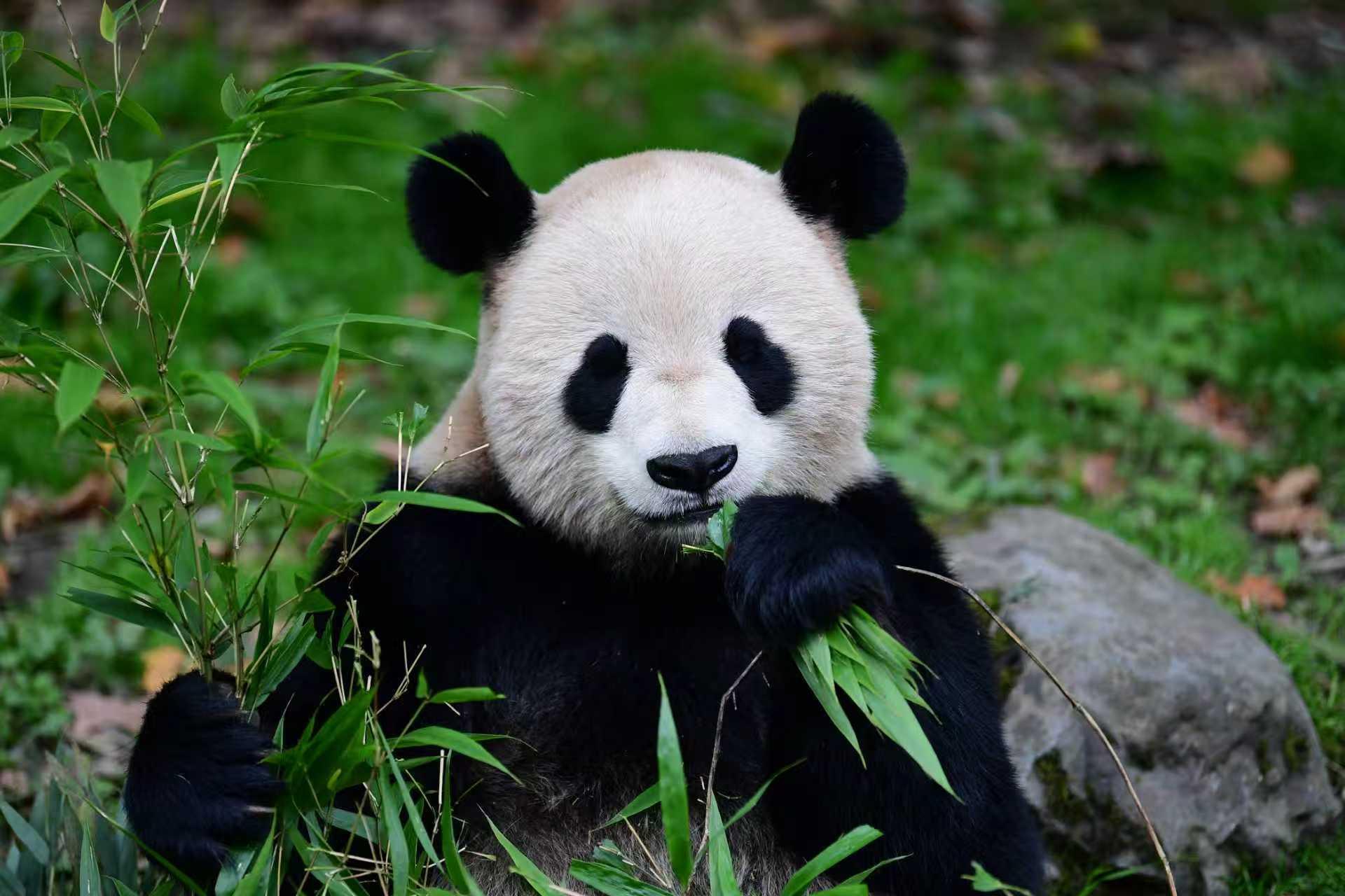 世界野生动植物日：中国守护交出亮眼答卷(图1)