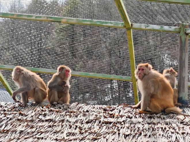 神农架野生动物救护站迎来新生猕猴宝宝(图2)