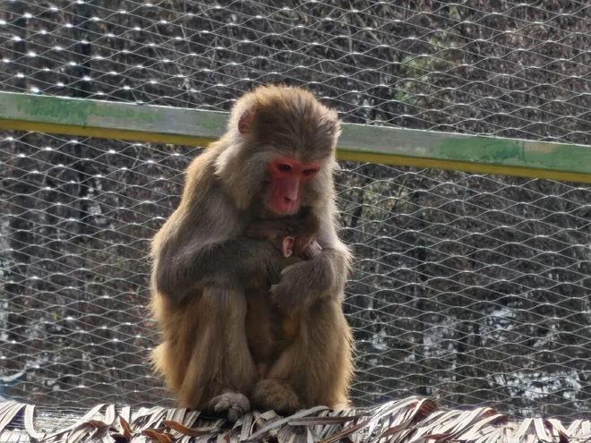 神农架野生动物救护站迎来新生猕猴宝宝(图1)