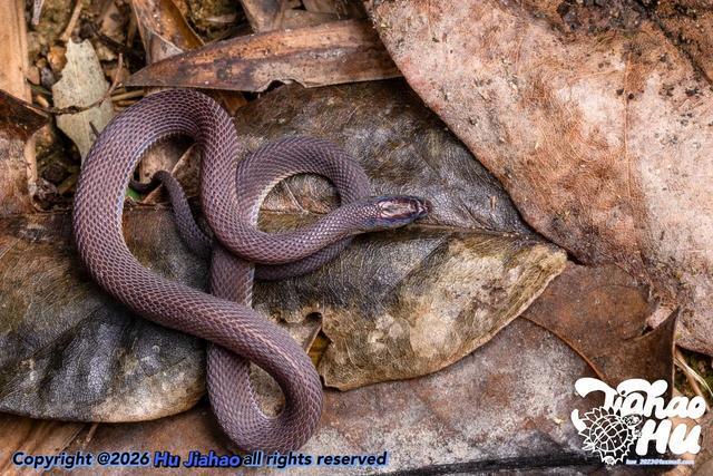 高三生发现新物种：是学术包装还是热爱成真？｜大象夜读(图4)