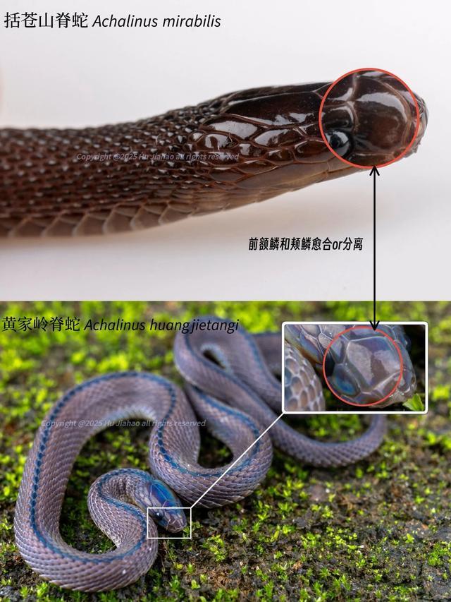 高三生发现新物种：是学术包装还是热爱成真？｜大象夜读(图5)